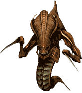 zergmaca2.gif